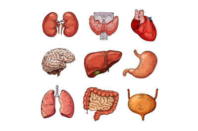 Human internal organs. Cartoon brain and heart, liver and kidneys. Vec