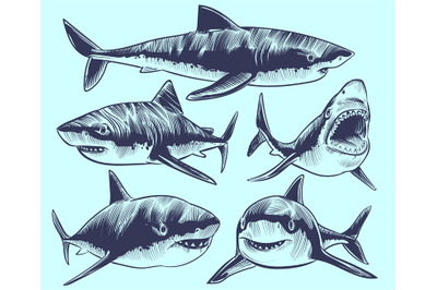 Sketch shark. Swimming sharks with open mouth. Underwater animal vecto