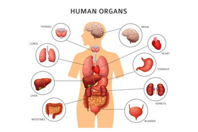 Human body internal organs. Stomach and lungs&2C; kidneys and heart&2C; brai