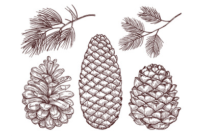 Hand drawn forest vector. Sketched pine branches and pinecones