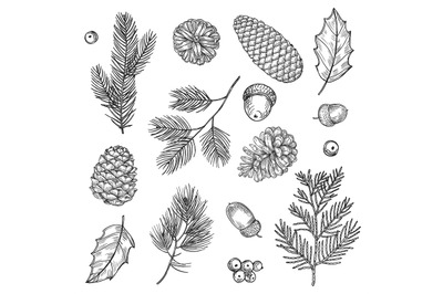 Hand drawn spruce branches and cones vector illustration. Forest eleme