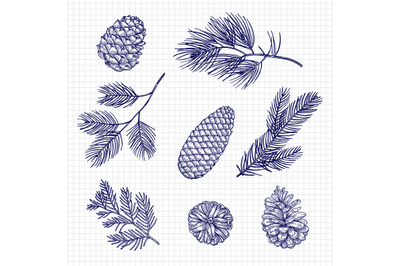 Hand sketched fir tree branches and cones vector illustration