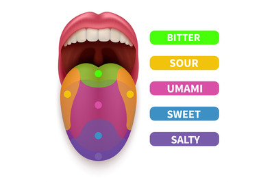 Realistic tongue with basic taste areas. Tasting map in human mouth ve