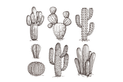 Hand drawn cactus. Western desert cacti mexican plants in sketch style