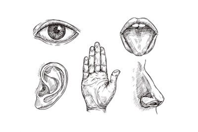 Sense organs. Hand drawn mouth and tongue, eye, nose, ear and hand pal