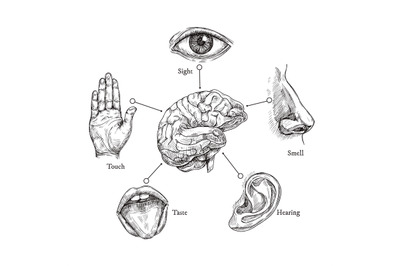 Five human senses. Sketch mouth and eye, nose and ear, hand and brain.