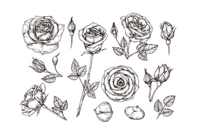 Hand drawn roses. Sketch rose flowers with thorns and leaves. Black an