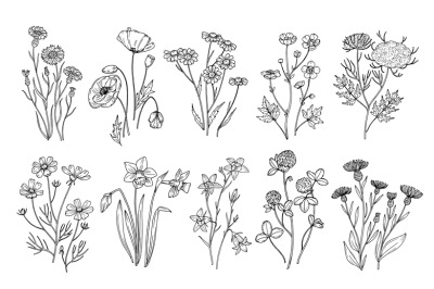 Wild flowers. Sketch wildflowers and herbs nature botanical elements.