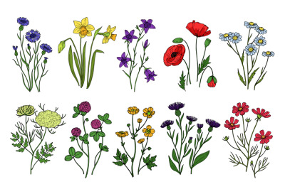 Wild herbs and flowers. Wildflowers, meadow plants. Hand drawn summer