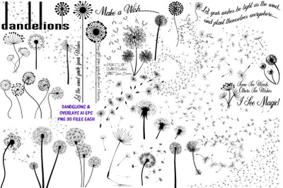 Dandelions, Overlays and Word Art AI EPS PNG
