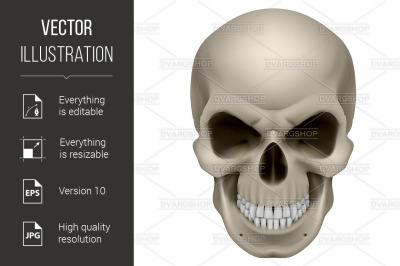 Human Skull