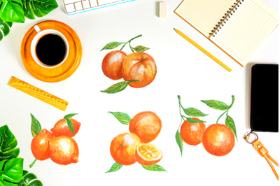 Watercolor oranges, Tangerine Illustrations