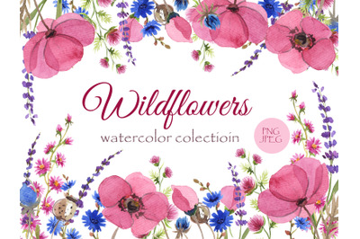 Wildflowers watercolor collection