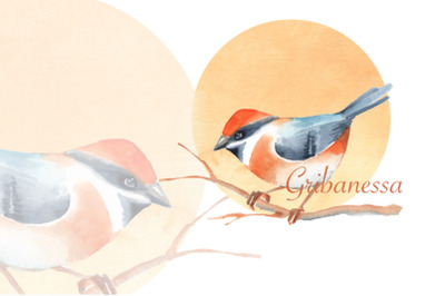 Watercolor bird, png illustration