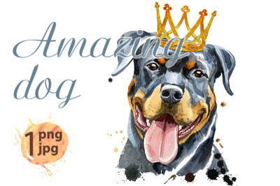 Watercolor portrait of rottweiler with golden crown