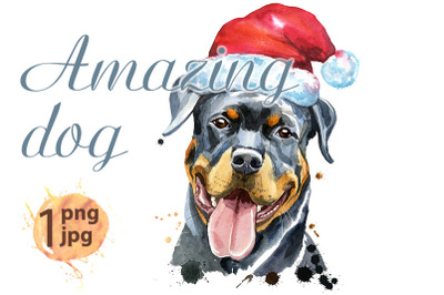 Watercolor portrait of rottweiler with Santa hat