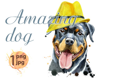 Watercolor portrait of rottweiler in yellow hat