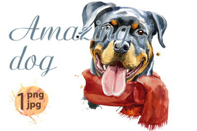 Watercolor portrait of rottweiler in a red scarf