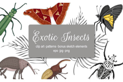 Exotic Insects