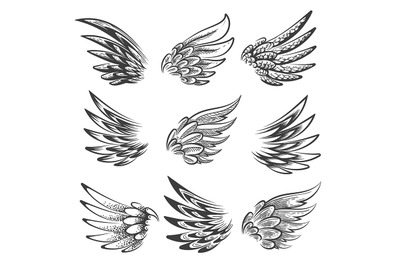 Bird Wings Logo or Emblem Set. Vector illustration.