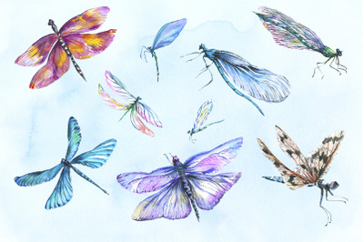 Dragonfly illustration watercolor png