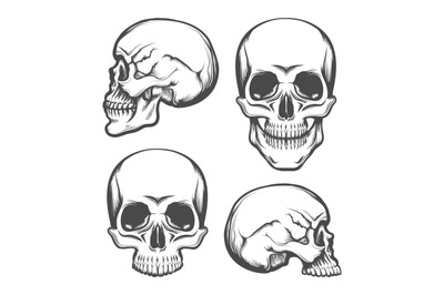 Human Skull Front and Side View Set