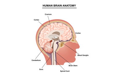 Human Brain