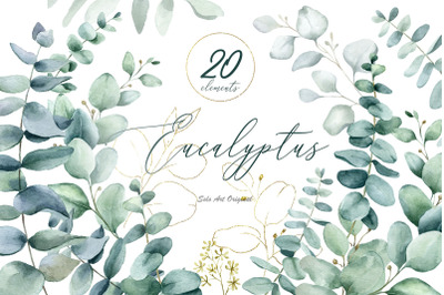 Eucalyptus green leaves ,branches. Watercolor clipart.
