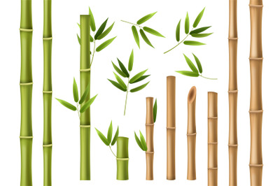 Realistic bamboo. Green and brown bamboo stems with leaves, asian fore