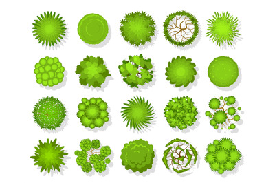 Top view tree. Aerial landscape green planting, park map vegetation an