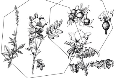 Black botanical garden ink floral transparent sketches, flowers &amp; berr