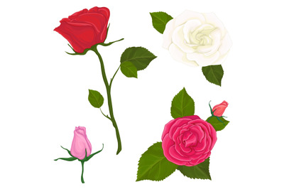 Set vector illustration of flowers rose on white background isolated