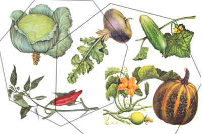 Botanical retro vegetables vintage set