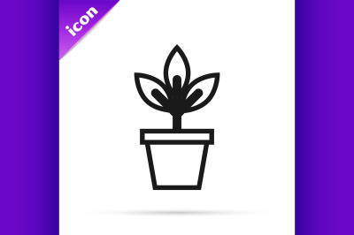 Black line Flowers in pot icon isolated on white background. Plant gro