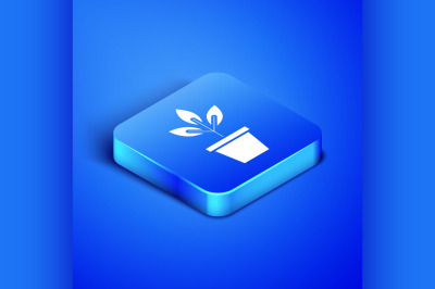 Isometric Flowers in pot icon isolated on blue background. Plant growi