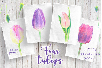 Four tulips