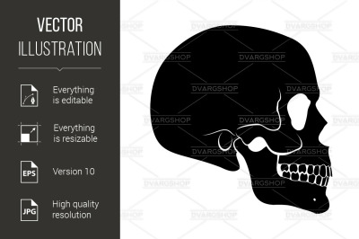 Human Skull