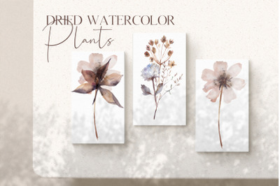 Watercolor dried plants