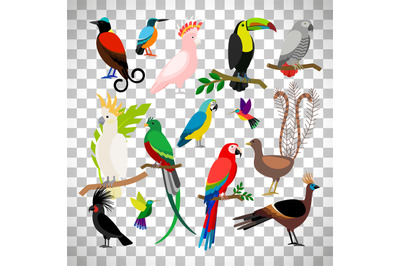 Exotic tropical birds on transparent background