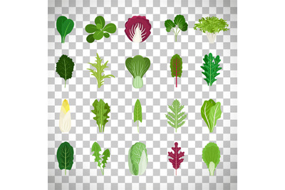 Green salad leaves on transparent background