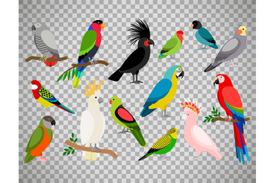 Tropical parrot set on transparent background