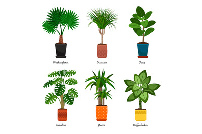 Decorative indoor palm trees in pots