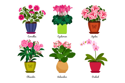 Houseplant flowers in pots