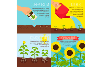 Planting process&2C; growing sunflowers illustrations