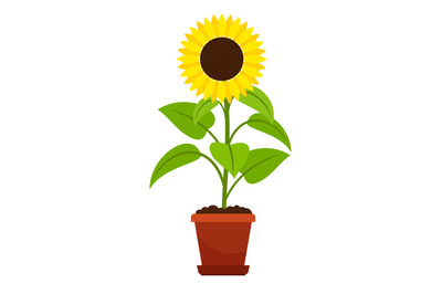 Sunflower plant in flower pot