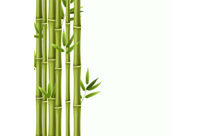 Bamboo background. Green bamboo rainforest stems, asian nature wallpap