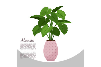 Alocasia indoor plant in pot banner