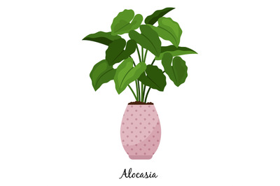 Alocasia plant in pot icon