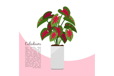 Caladium indoor plant in pot banner