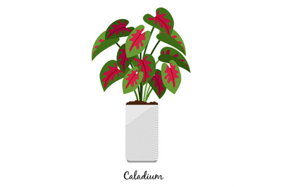 Caladium plant in pot icon